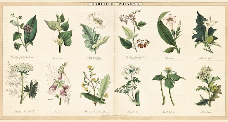 On Historical Poisons, Plants, and Medicine ‹ CrimeReads
