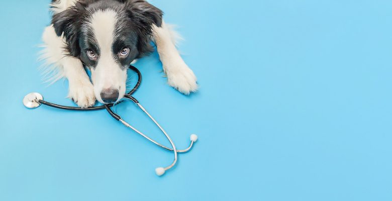 A Veterinarian’s Perspective on Writing Animals ‹ CrimeReads